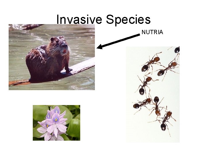 Invasive Species NUTRIA 