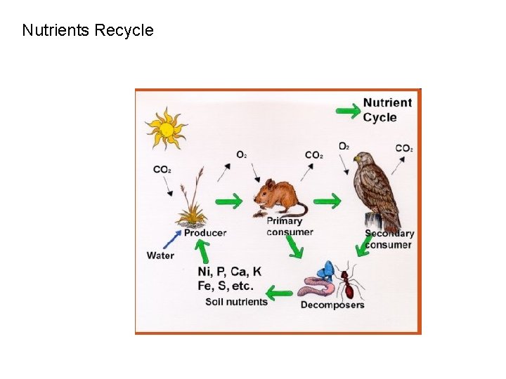 Nutrients Recycle 