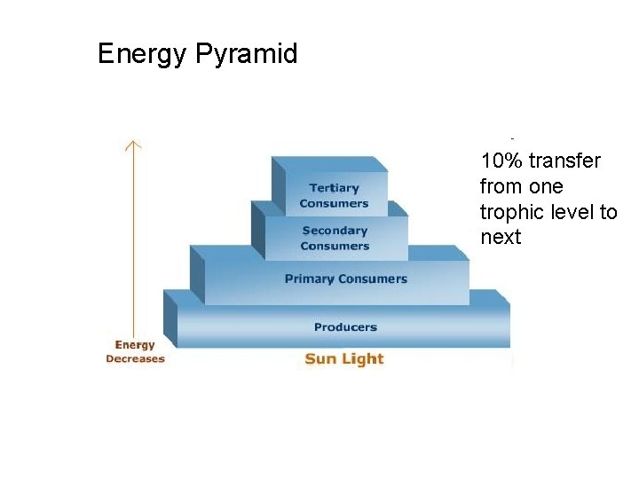 Energy Pyramid 10% transfer from one trophic level to next 