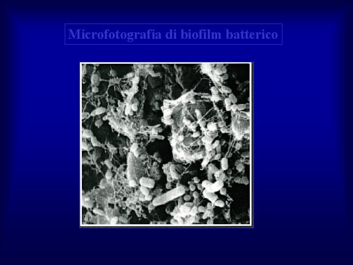 Microfotografia di biofilm batterico 