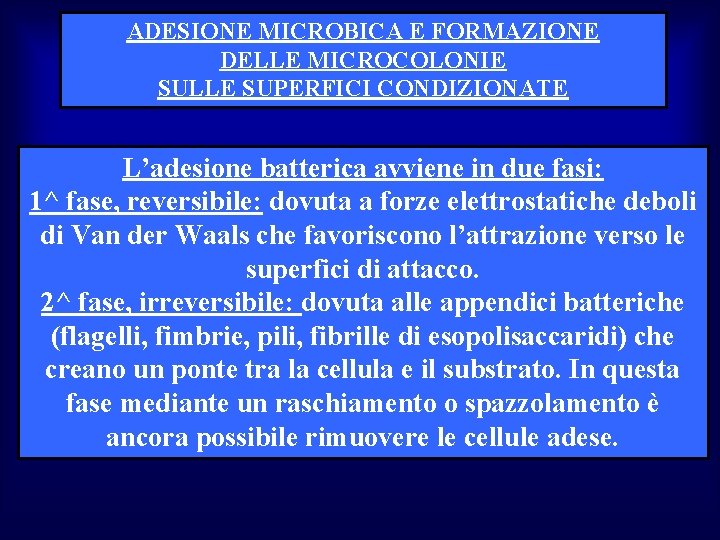 ADESIONE MICROBICA E FORMAZIONE DELLE MICROCOLONIE SULLE SUPERFICI CONDIZIONATE L’adesione batterica avviene in due