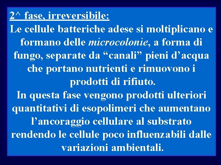 2^ fase, irreversibile: Le cellule batteriche adese si moltiplicano e formano delle microcolonie, a