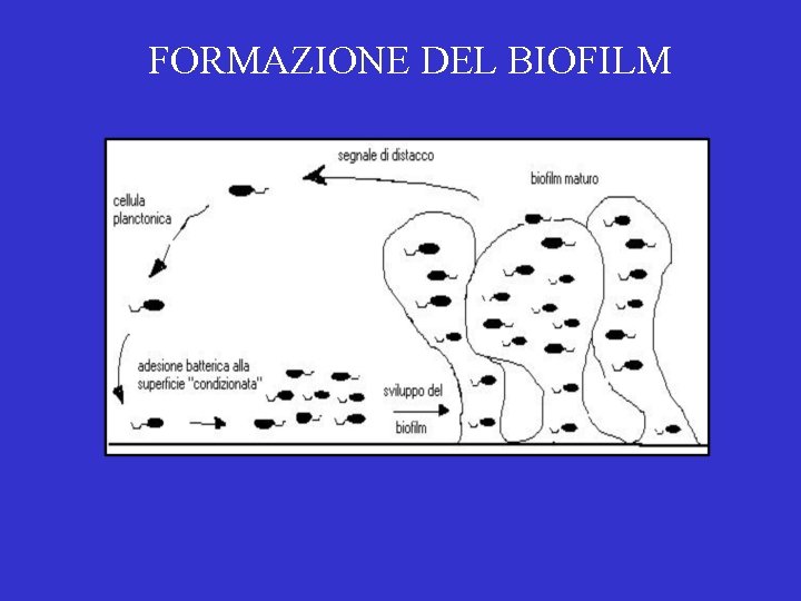 FORMAZIONE DEL BIOFILM 