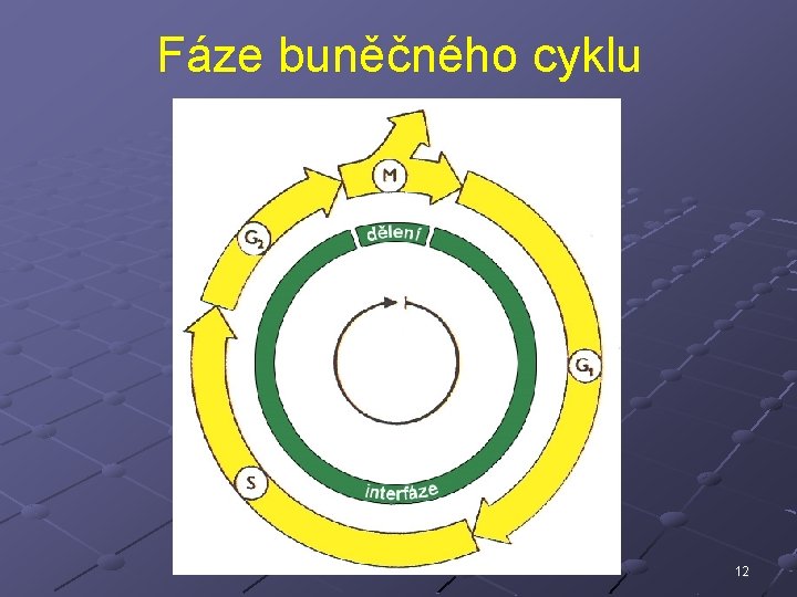 Fáze buněčného cyklu 12 