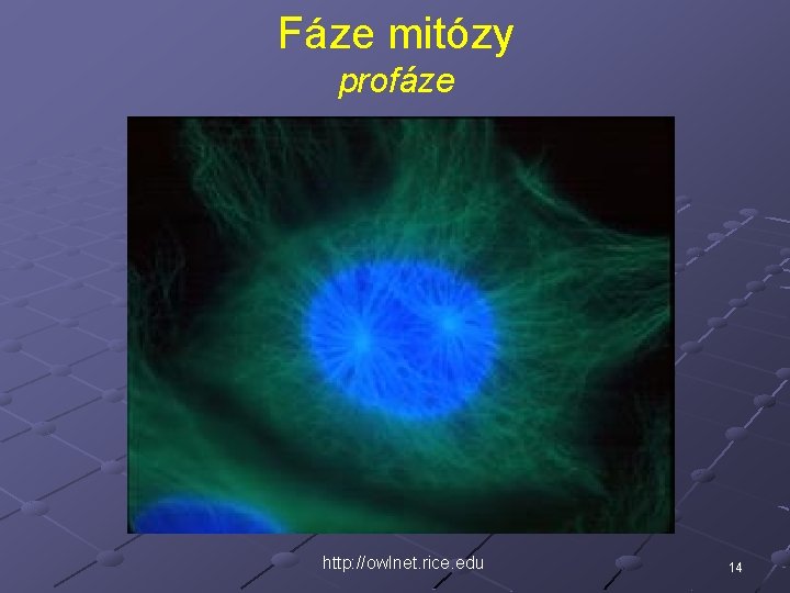Fáze mitózy profáze http: //owlnet. rice. edu 14 