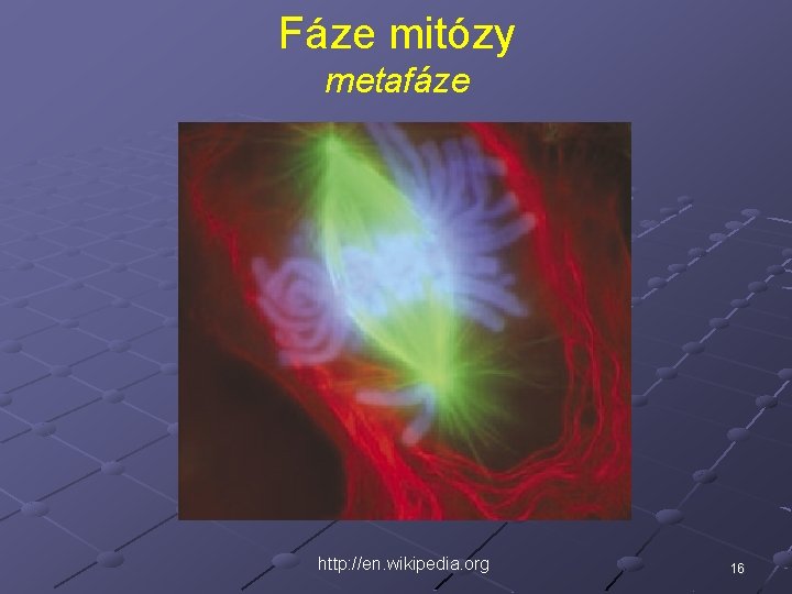 Fáze mitózy metafáze http: //en. wikipedia. org 16 