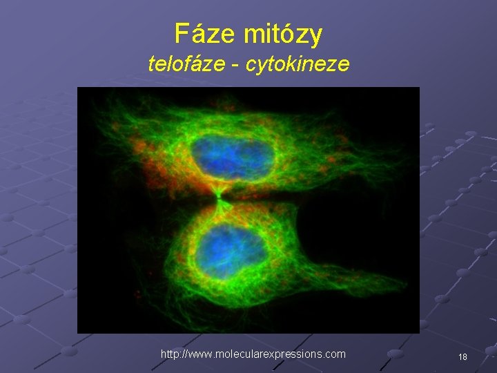 Fáze mitózy telofáze - cytokineze http: //www. molecularexpressions. com 18 