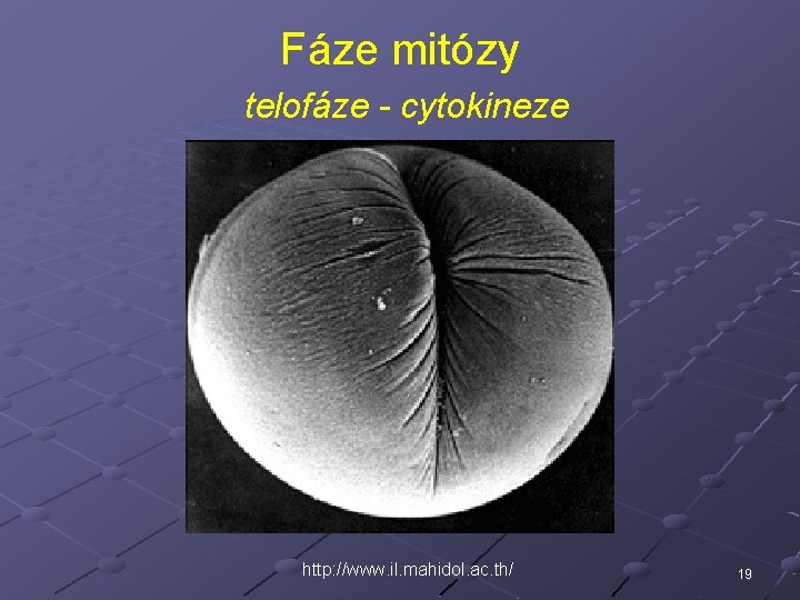 Fáze mitózy telofáze - cytokineze http: //www. il. mahidol. ac. th/ 19 