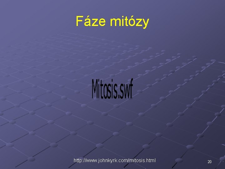 Fáze mitózy http: //www. johnkyrk. com/mitosis. html 20 