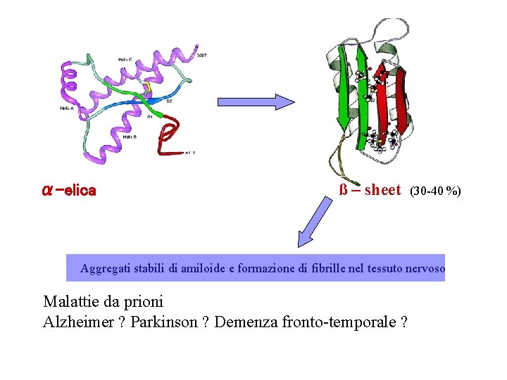 α-elica ß – sheet (30 -40 %) Aggregati stabili di amiloide e formazione di