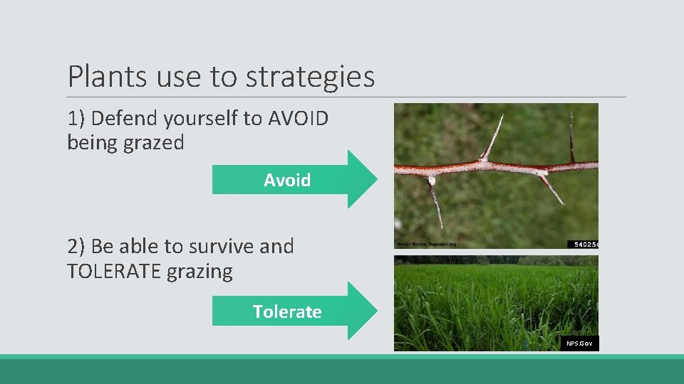 Plants use to strategies 1) Defend yourself to AVOID being grazed Avoid 2) Be
