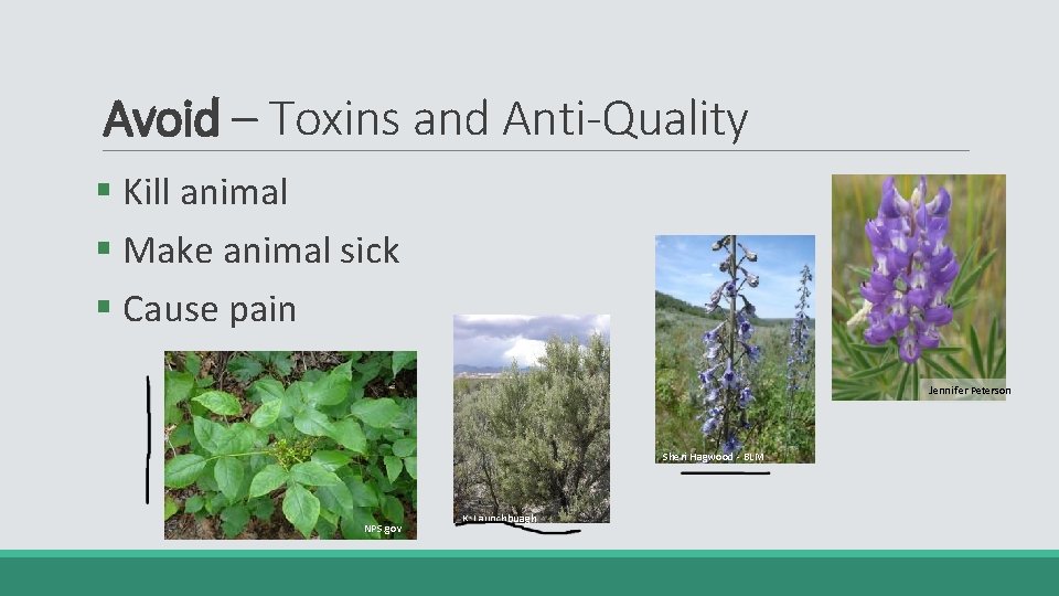 Avoid – Toxins and Anti-Quality § Kill animal § Make animal sick § Cause