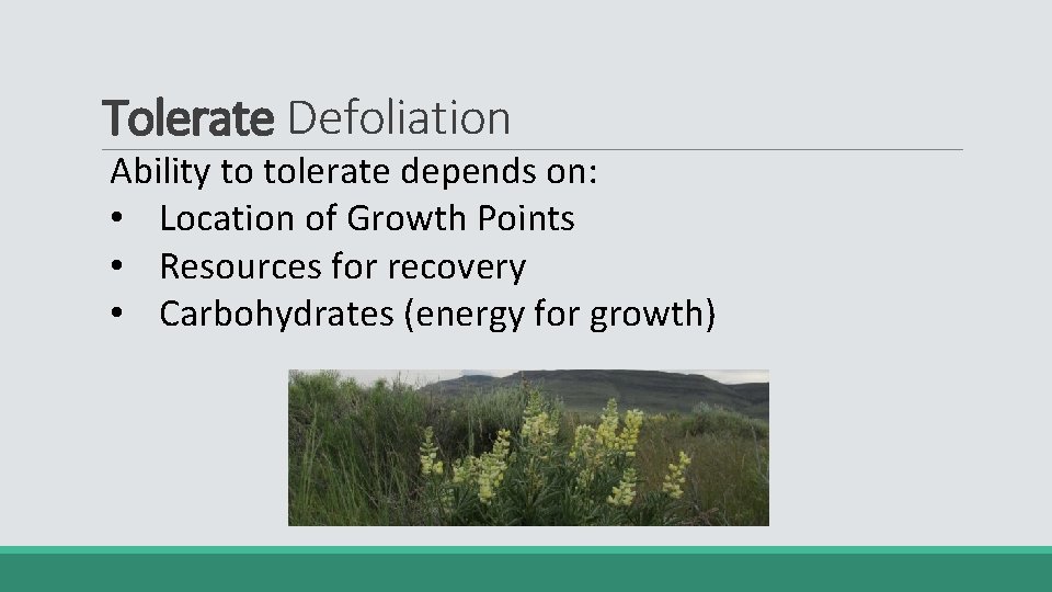 Tolerate Defoliation Ability to tolerate depends on: • Location of Growth Points • Resources