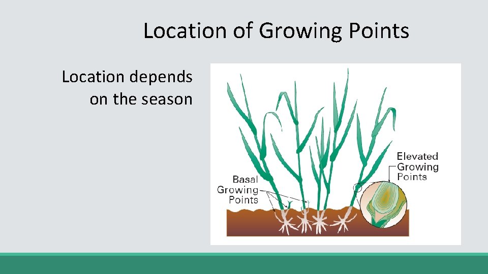Location of Growing Points Location depends on the season 