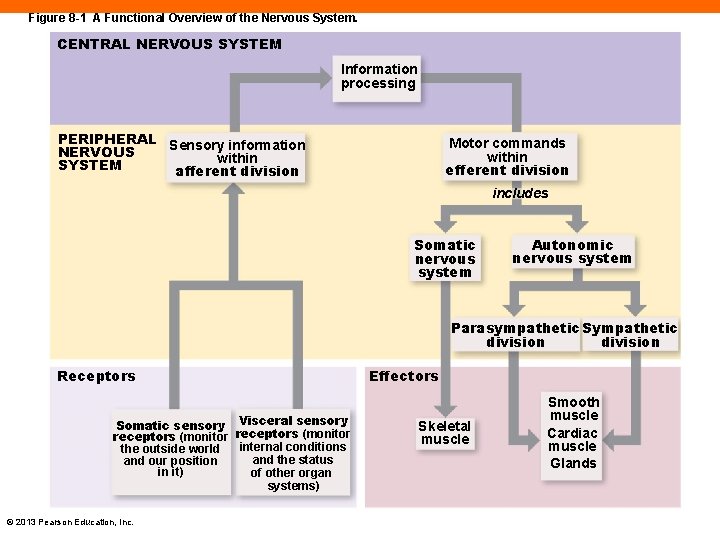Figure 8 -1 A Functional Overview of the Nervous System. CENTRAL NERVOUS SYSTEM Information