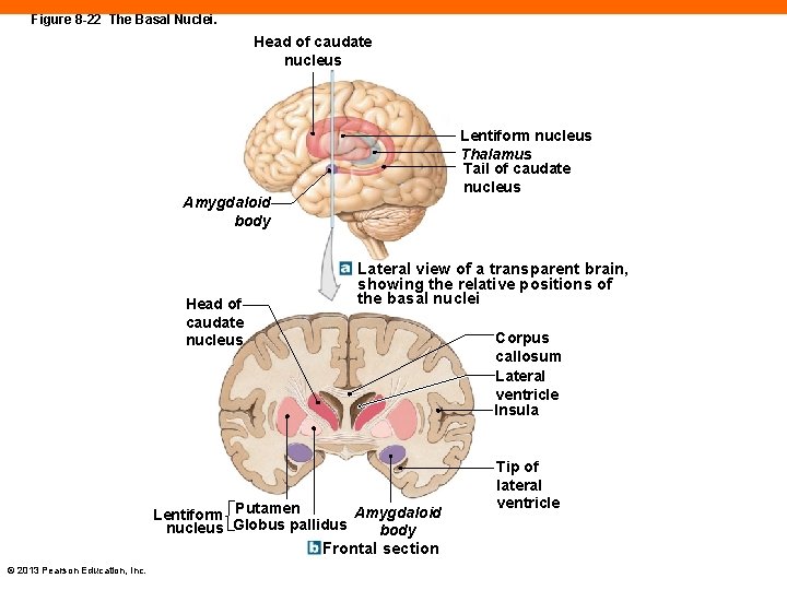 Figure 8 -22 The Basal Nuclei. Head of caudate nucleus Lentiform nucleus Thalamus Tail