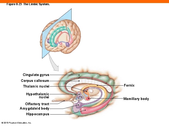 Figure 8 -23 The Limbic System. Cingulate gyrus Corpus callosum Thalamic nuclei Hypothalamic nuclei