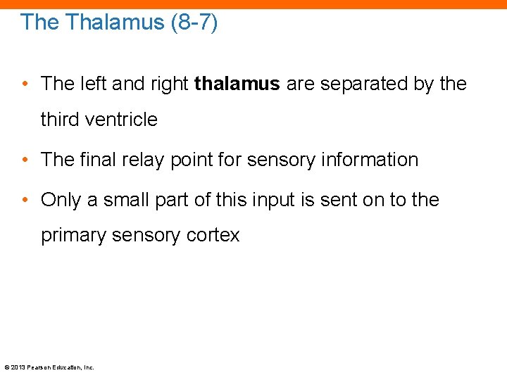 The Thalamus (8 -7) • The left and right thalamus are separated by the
