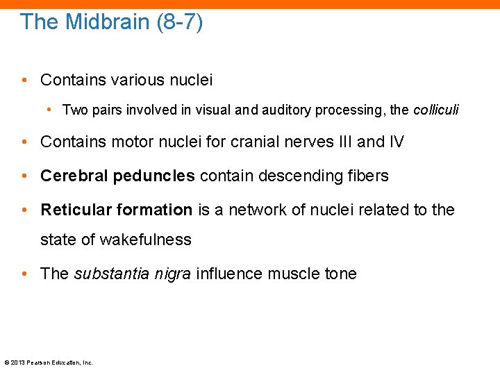 The Midbrain (8 -7) • Contains various nuclei • Two pairs involved in visual