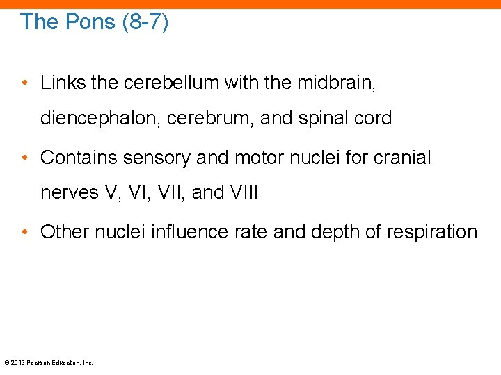 The Pons (8 -7) • Links the cerebellum with the midbrain, diencephalon, cerebrum, and