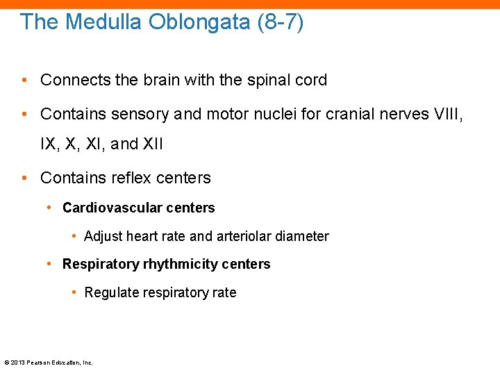 The Medulla Oblongata (8 -7) • Connects the brain with the spinal cord •