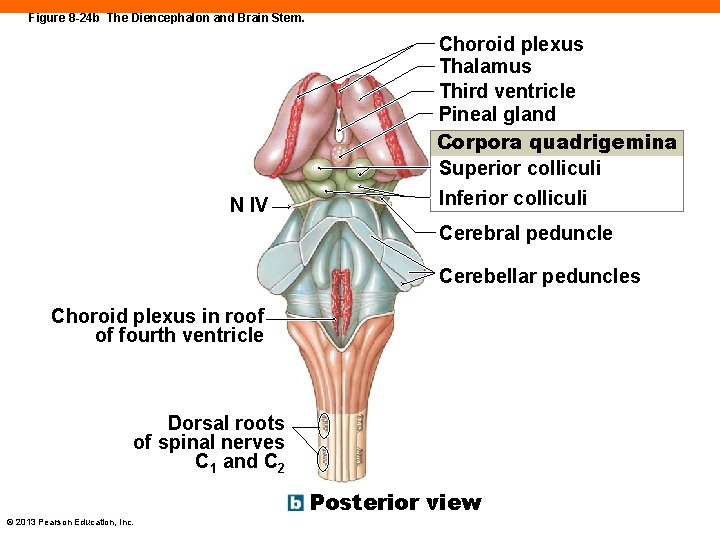 Figure 8 -24 b The Diencephalon and Brain Stem. N IV Choroid plexus Thalamus