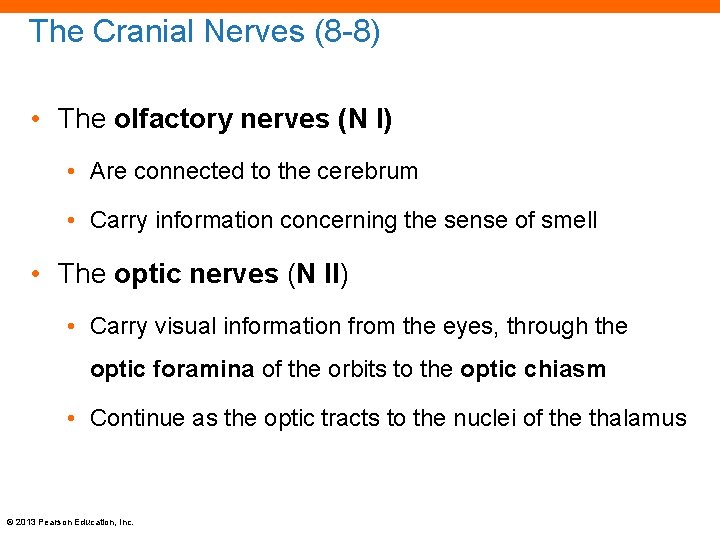 The Cranial Nerves (8 -8) • The olfactory nerves (N I) • Are connected