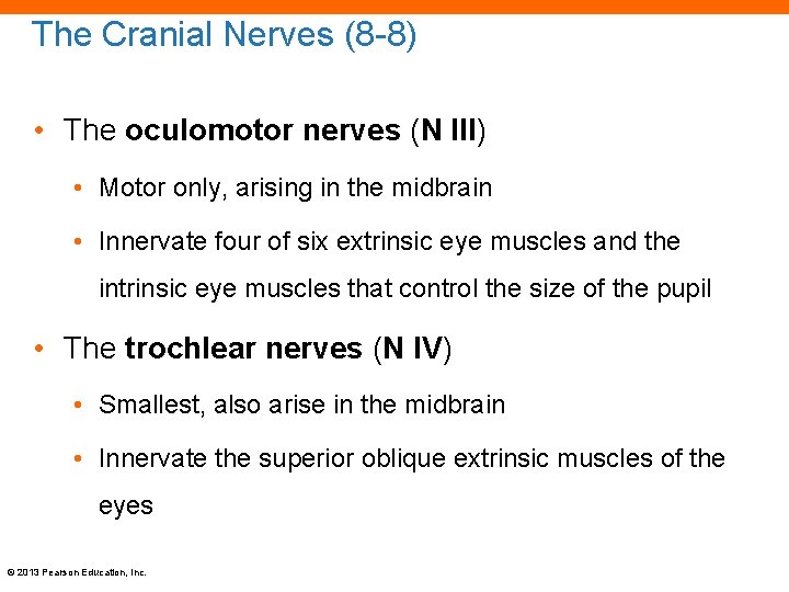 The Cranial Nerves (8 -8) • The oculomotor nerves (N III) • Motor only,