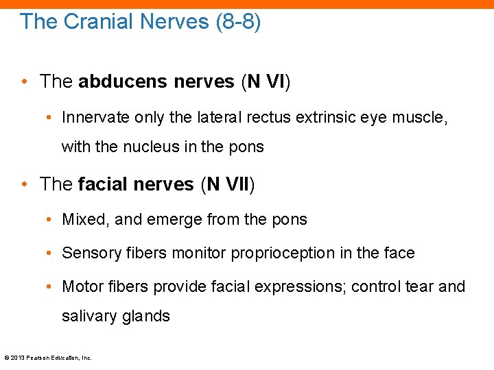 The Cranial Nerves (8 -8) • The abducens nerves (N VI) • Innervate only