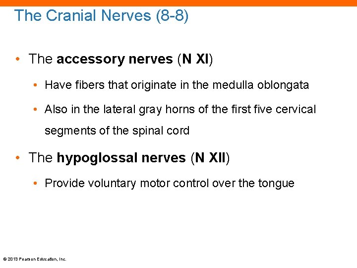 The Cranial Nerves (8 -8) • The accessory nerves (N XI) • Have fibers