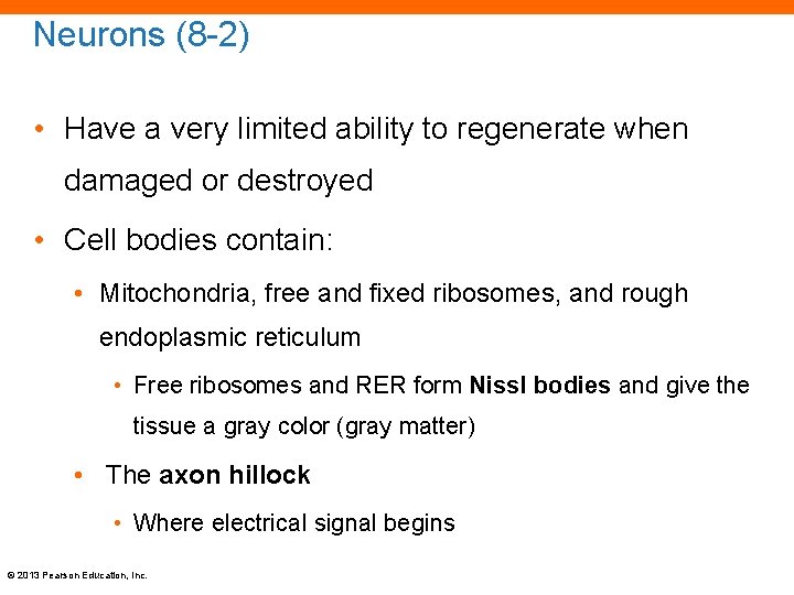 Neurons (8 -2) • Have a very limited ability to regenerate when damaged or