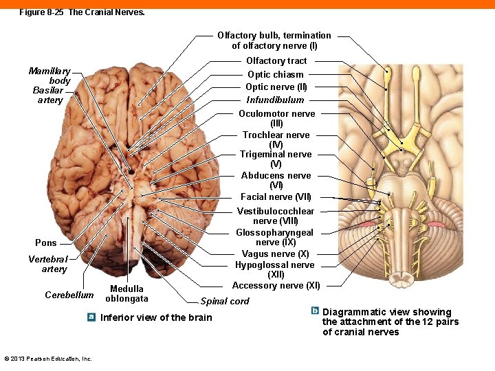 Figure 8 -25 The Cranial Nerves. Olfactory bulb, termination of olfactory nerve (I) Olfactory