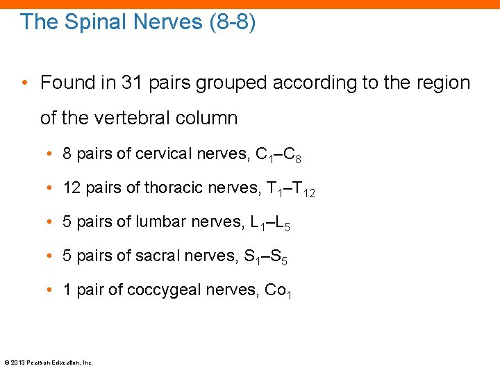 The Spinal Nerves (8 -8) • Found in 31 pairs grouped according to the