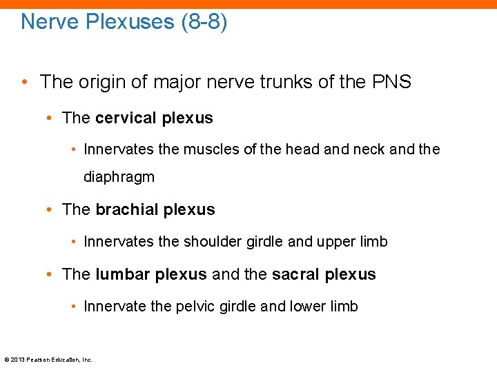 Nerve Plexuses (8 -8) • The origin of major nerve trunks of the PNS