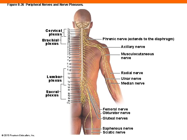 Figure 8 -26 Peripheral Nerves and Nerve Plexuses. Cervical plexus Brachial plexus Lumbar plexus