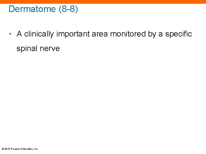 Dermatome (8 -8) • A clinically important area monitored by a specific spinal nerve