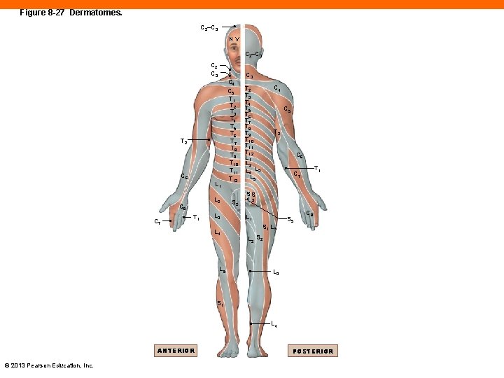 Figure 8 -27 Dermatomes. C 2–C 3 NV C 2–C 3 C 2 C