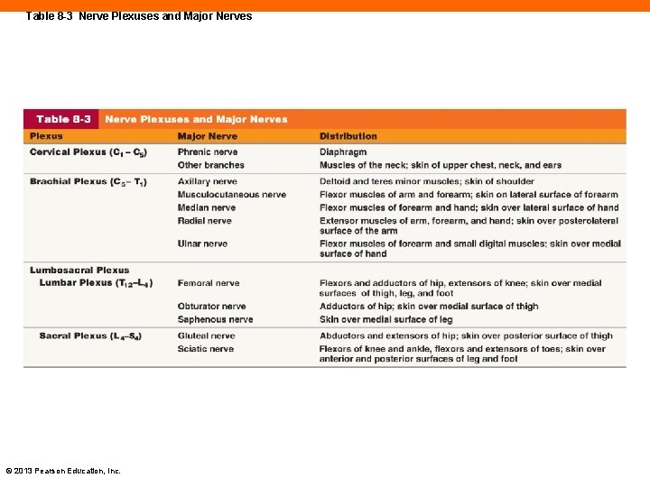 Table 8 -3 Nerve Plexuses and Major Nerves © 2013 Pearson Education, Inc. 
