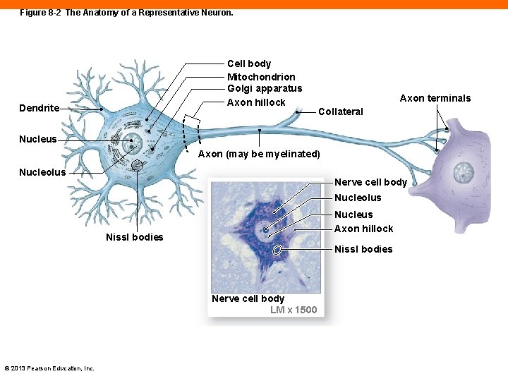 Figure 8 -2 The Anatomy of a Representative Neuron. Cell body Mitochondrion Golgi apparatus