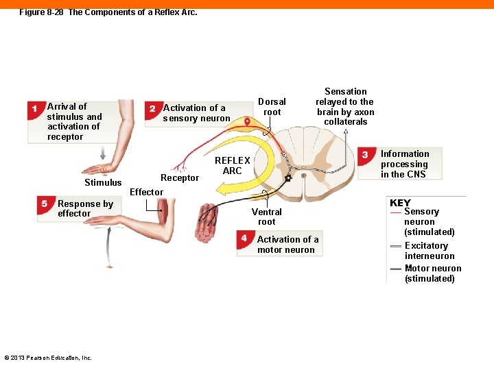 Figure 8 -28 The Components of a Reflex Arc. Arrival of stimulus and activation