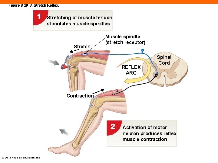 Figure 8 -29 A Stretch Reflex. Stretching of muscle tendon stimulates muscle spindles Stretch