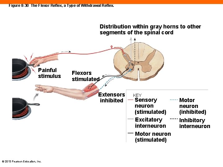 Figure 8 -30 The Flexor Reflex, a Type of Withdrawal Reflex. Distribution within gray