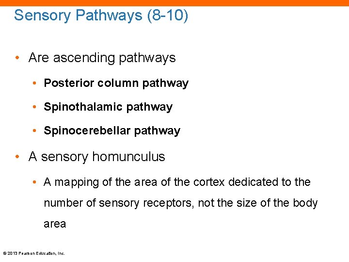 Sensory Pathways (8 -10) • Are ascending pathways • Posterior column pathway • Spinothalamic