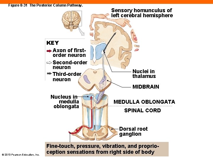 Figure 8 -31 The Posterior Column Pathway. KEY Axon of firstorder neuron Second-order neuron