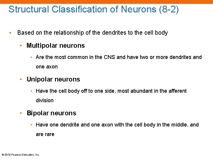 Structural Classification of Neurons (8 -2) • Based on the relationship of the dendrites