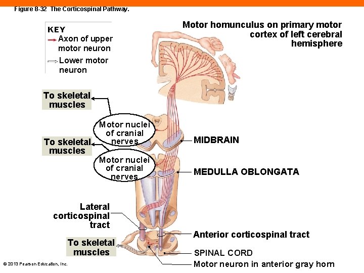 Figure 8 -32 The Corticospinal Pathway. KEY Axon of upper motor neuron Lower motor