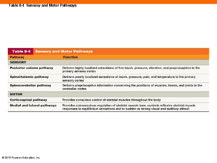 Table 8 -4 Sensory and Motor Pathways © 2013 Pearson Education, Inc. 