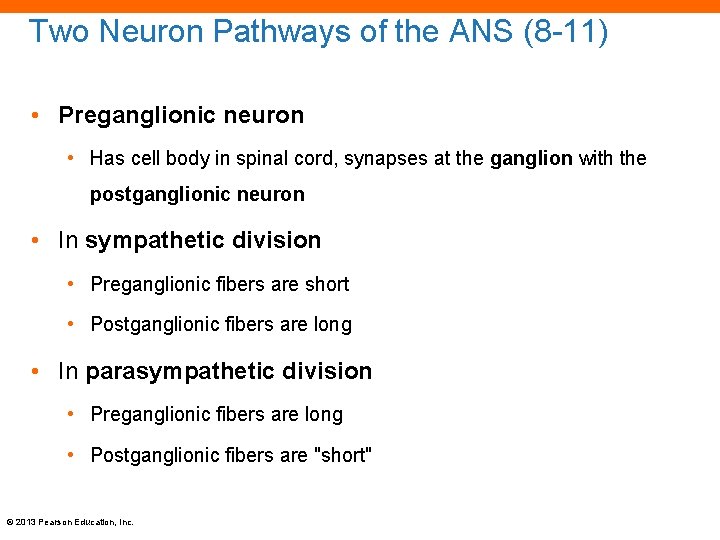 Two Neuron Pathways of the ANS (8 -11) • Preganglionic neuron • Has cell