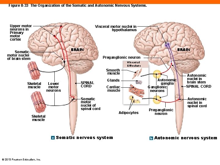 Figure 8 -33 The Organization of the Somatic and Autonomic Nervous Systems. Upper motor