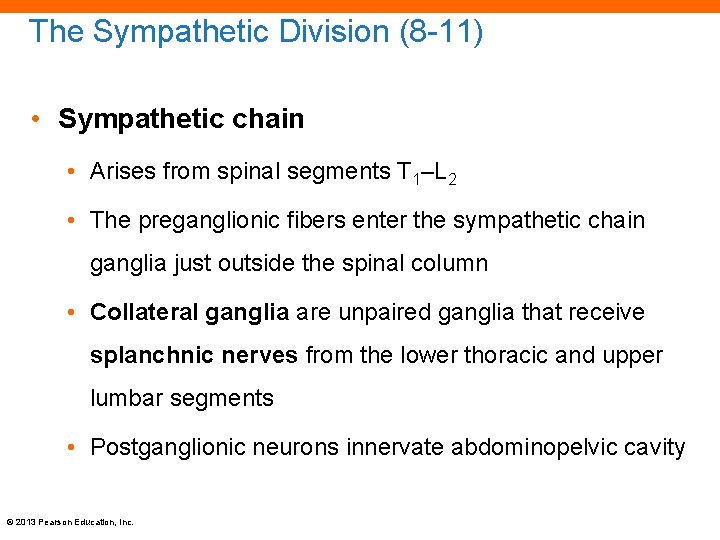 The Sympathetic Division (8 -11) • Sympathetic chain • Arises from spinal segments T